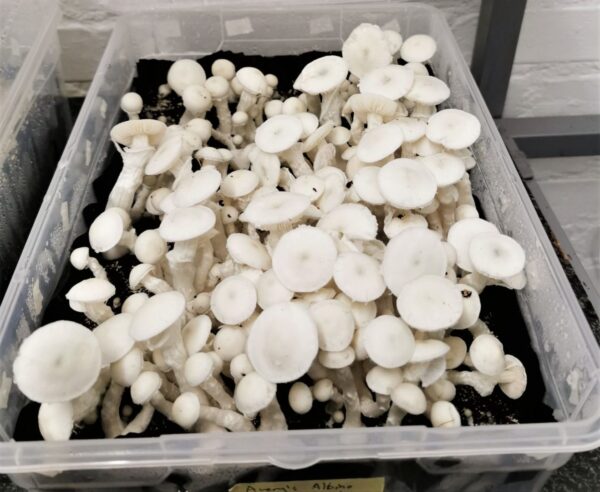 Avery Albino Mushrooms